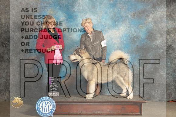 Alaskan Malamute #8 Sun OHG1 Judge Gena Box Young_JP_2176_MIDLAND2024_HR3
