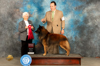 Belgian Tervuren #9 Sun G2 Judge Gloria Kerr