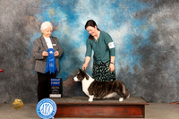 Cardigan Welsh Corgi #6 Sun G1 Judge Gloria Kerr
