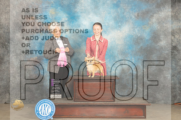 Chihuahua Long Coat #14 Sun OHG1 Judge Gloria Kerr_JP_2102_MIDLAND2024_HR3
