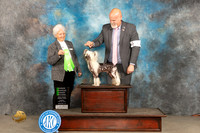 Chinese Crested #5 Sun OHG2 Judge Gloria Kerr