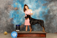 Doberman Pischer #5 Sun BOW Judge Gena Box Young