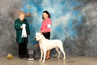 Dogo Argentino #5 Sun G4 Judge Judy Brown