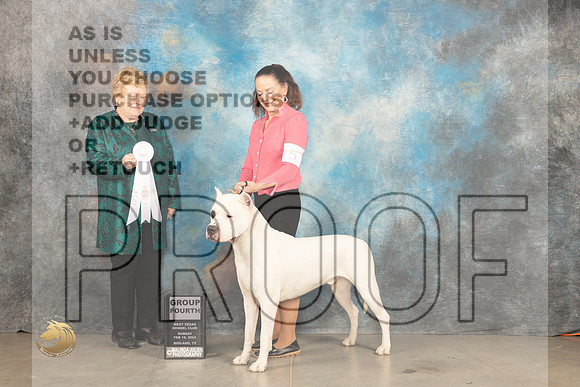 Dogo Argentino #5 Sun G4 Judge Judy Brown_JP_2094_MIDLAND2024_HR3