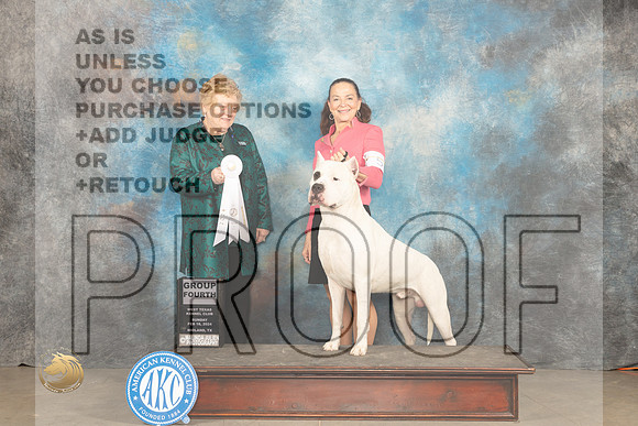 Dogo Argentino #5 Sun G4 Judge Judy Brown_JP_2097_MIDLAND2024_HR3