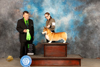 Pembroke Welsh Corgi #9 Sun OHG2 Judge Del Richards