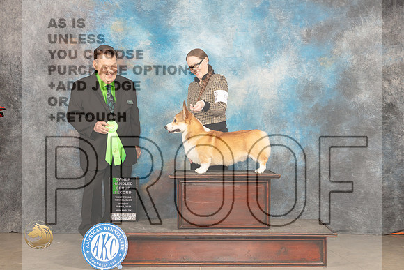 Pembroke Welsh Corgi #9 Sun OHG2 Judge Del Richards_JP_2215_MIDLAND2024_HR3