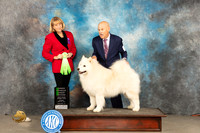 Samoyed #11 Sunn OHG2 Judge Gena Box Young