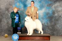 Samoyed #5 Sun G1 Judge Judy Brown