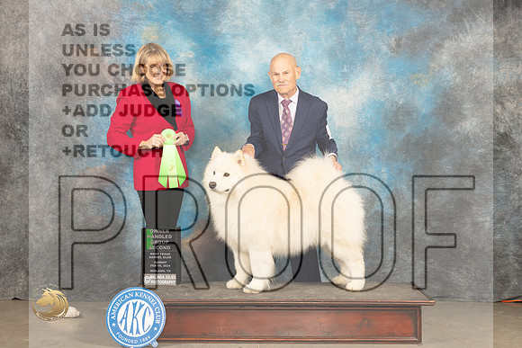 Samoyed #11 Sunn OHG2 Judge Gena Box Young_JP_2167_MIDLAND2024_HR3