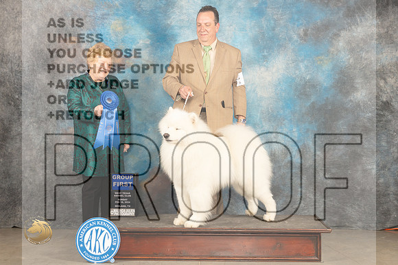 Samoyed #5 Sun G1 Judge Judy Brown_JP_2079_MIDLAND2024_HR3