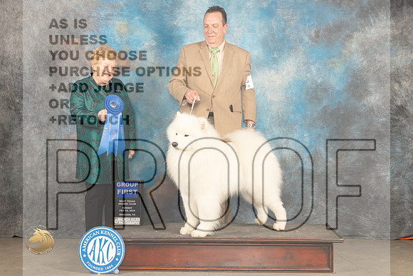 Samoyed #5 Sun G1 Judge Judy Brown_JP_2080_MIDLAND2024_HR3