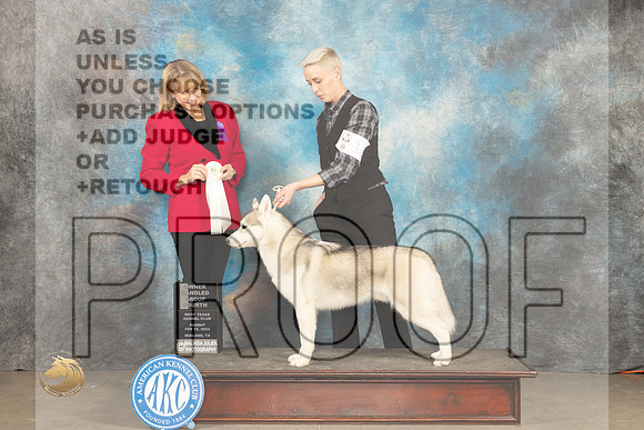 Siberian Husky #7 Sun OHG4 Judge Gena Box Young_JP_2181_MIDLAND2024_HR3