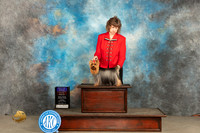 Yorkshire Terrier #11 Sunn BOBOHBOB Judge Denny Mounce