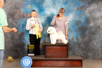 Bichon #5 Sun G3 Judge Carolyn Herbel