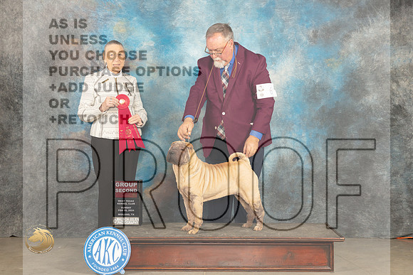 Chinese Shar Pei #6 Sun G2 Judge Carolyn Herbel_JP_2224_MIDLAND2024_HR3