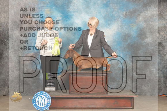 Dachshund Smooth #25 Sun OHRBIS Judge Carolyn Herbel_JP_2279_MIDLAND2024_HR3