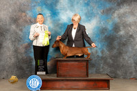 Dachshund Smooth #25 Sun OHRBIS Judge Carolyn Herbel