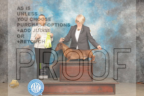 Dachshund Smooth #25 Sun OHRBIS Judge Carolyn Herbel_JP_2282_MIDLAND2024_HR3