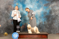 Lhaso Apso #6 Sun G4 Judge Carolyn Herbel