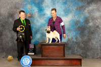 Pug #11 Sunn RBIS Judge Del Richards