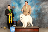 Samoyed #7 Sun BIS Judge Del Richards