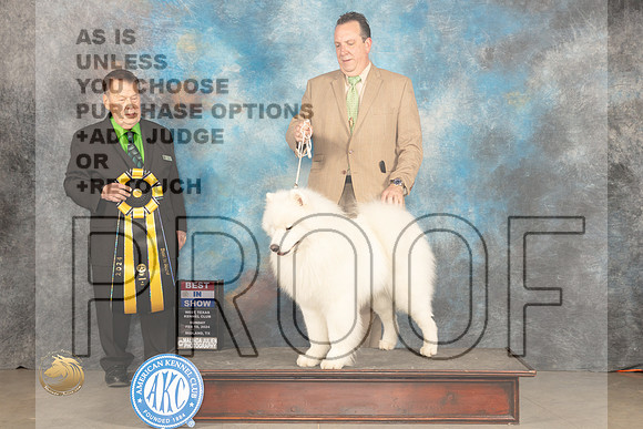 Samoyed #7 Sun BIS Judge Del Richards_JP_2255_MIDLAND2024_HR3