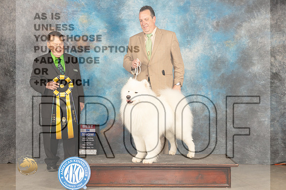 Samoyed #7 Sun BIS Judge Del Richards_JP_2256_MIDLAND2024_HR3