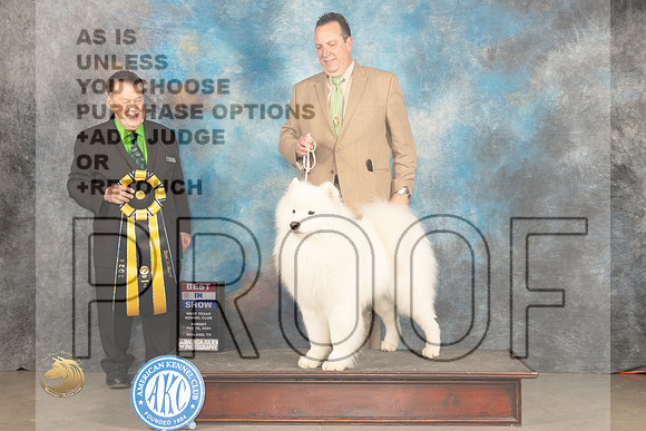 Samoyed #7 Sun BIS Judge Del Richards_JP_2258_MIDLAND2024_HR3