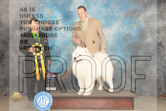Samoyed #7 Sun BIS Judge Del Richards_JP_2264_MIDLAND2024_HR3