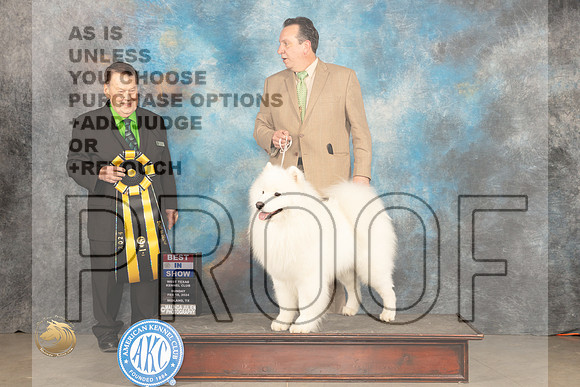 Samoyed #7 Sun BIS Judge Del Richards_JP_2265_MIDLAND2024_HR3