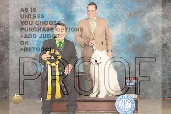 Samoyed #7 Sun BIS Judge Del Richards_JP_2266_MIDLAND2024_HR3