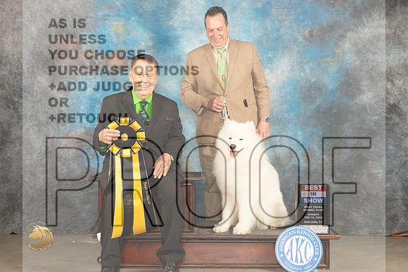 Samoyed #7 Sun BIS Judge Del Richards_JP_2269_MIDLAND2024_HR3