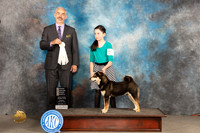 Shiba Inu #5 Sun OHG4 Judge Dale Martensen