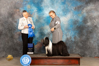 Tiberian Terrier #5 Sun G1 Judge Carolyn Herbel