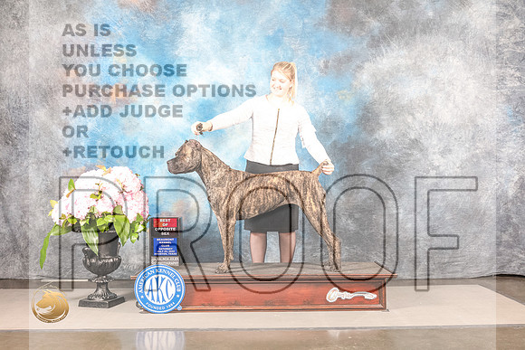 Cane Corso #10 SAT BOP *NO JUDGE*Cane Corso #10 SAT BOP *NO JUDGE*_MJ_8194_Houston_2022_HR3_Houston_2022_HR3