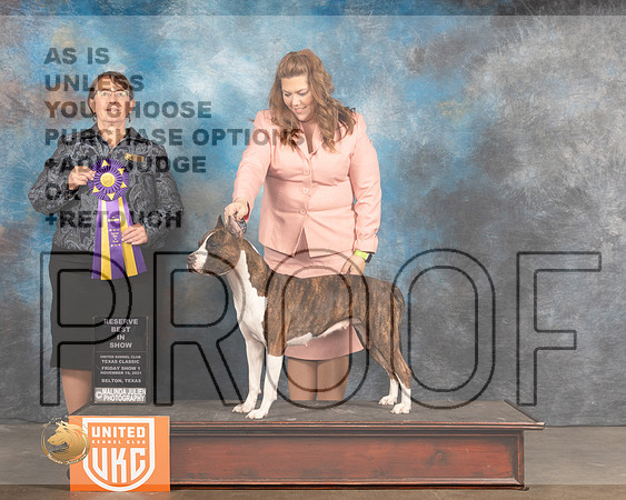 American Pit Bull Terrier #217 Fri RBIS Judge Nancy Elks_MMJ_5024_BeltonTxClassic2021-HR3
