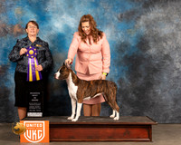 American Pit Bull Terrier #217 Fri RBIS Judge Nancy Elks
