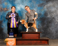 Beagle # BIS Fri Judge Nancy Elks