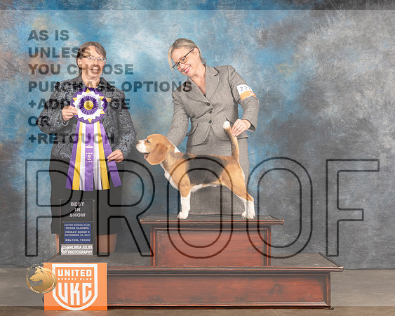 Beagle # BIS Fri Judge Nancy Elks_MMJ_5015_BeltonTxClassic2021-HR3