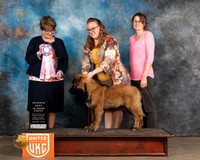 Cauc Ovcharka #423 Fri PRBIS Judge Jennifer Landers