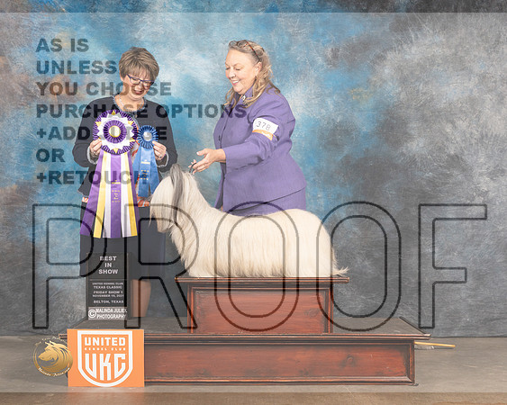 Skye Terrier #378 Fri BIS Judge Jennifer Landers_MMJ_5011_BeltonTxClassic2021-HR3