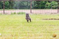 Poodle Std Misty Sat 2
