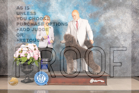 Poodle Std #11 Sat WD Judge Patricia Sosa_MJ_7139_Houston_2022_HR3
