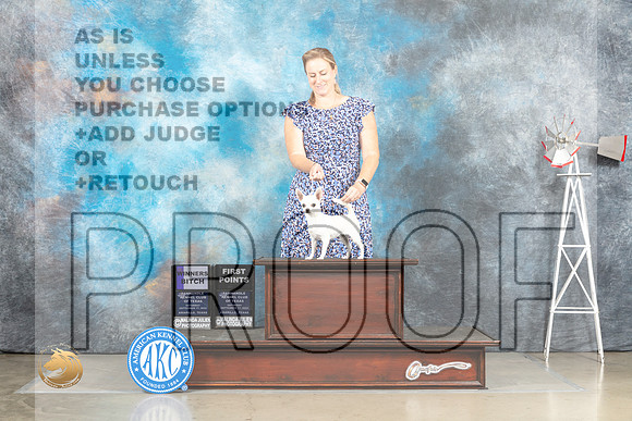 Chihuahua Smooth Coat #12 Sat WB Judge Alfred Ferruggiaro_MJ_4427_Amarillo_2022_HR3