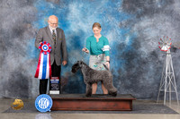 Kerry Blue Terrier #6 BIS Sun Judge Gary Andersen