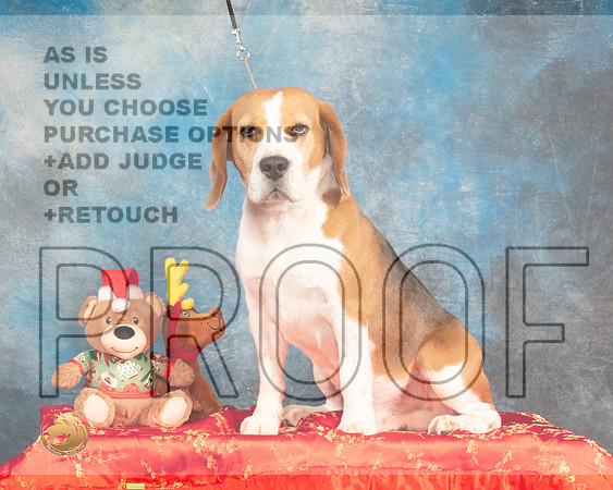 Beagle 15 #386 Sat BM Judge Nancy Elks_MMJ_5143_BeltonTxClassic2021-HR3