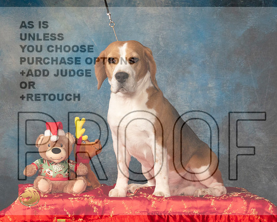 Beagle 15 #386 Sat BM Judge Nancy Elks_MMJ_5144_BeltonTxClassic2021-HR3