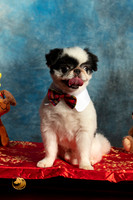 Japanese Chin Oliver