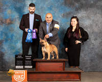 French Bulldog #308 Sat G1 Judge Kevin Izzard Carroll